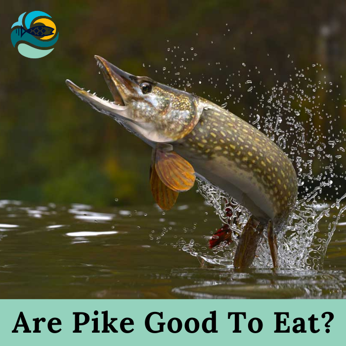 Are Pike Good To Eat?