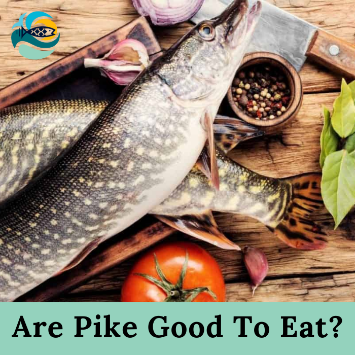 Are Pike Good To Eat?