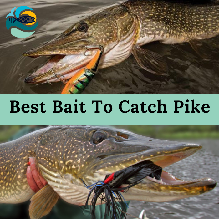 Best Bait To Catch Pike