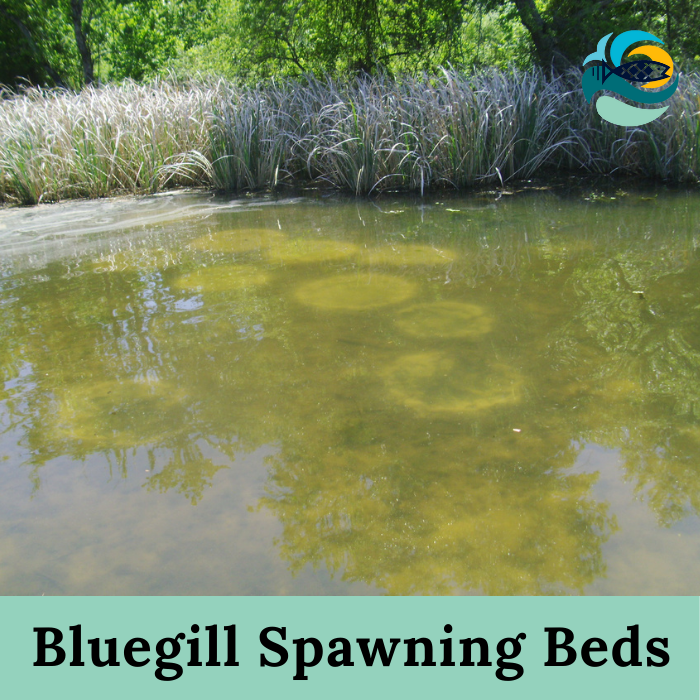 Bluegill Spawning Beds