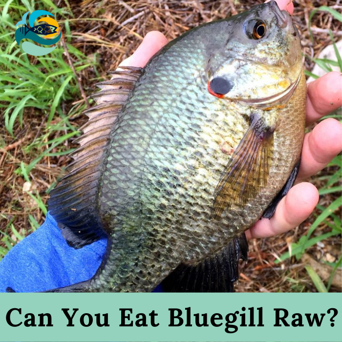 Can You Eat Bluegill Raw?
