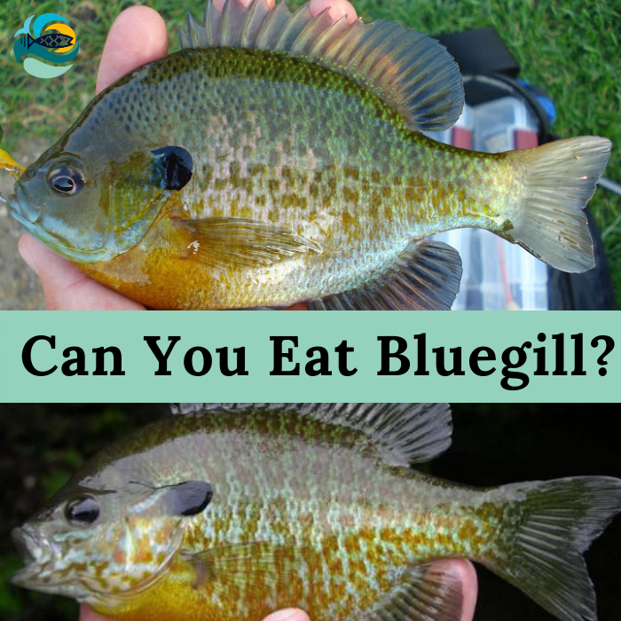 Can You Eat Bluegill?