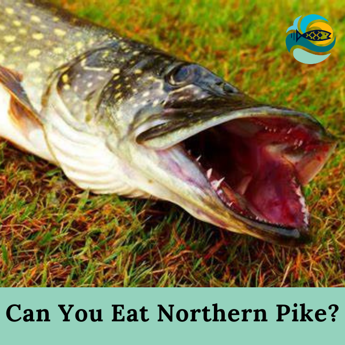 Can You Eat Northern Pike