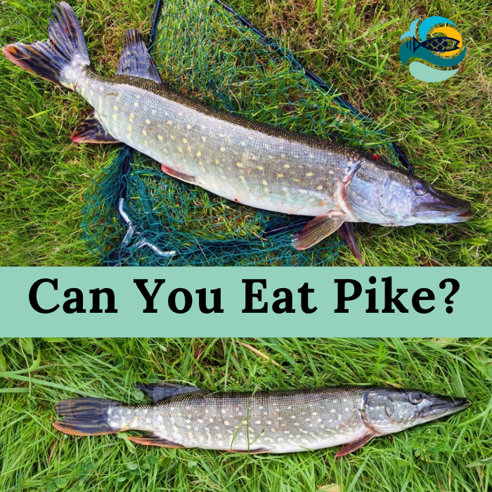 Can You Eat Pike?