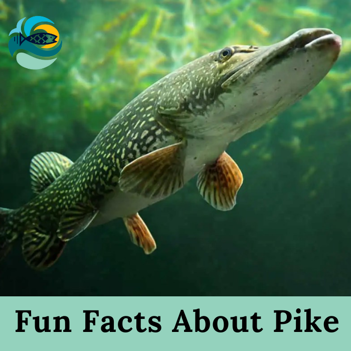 Fun Facts About Pike