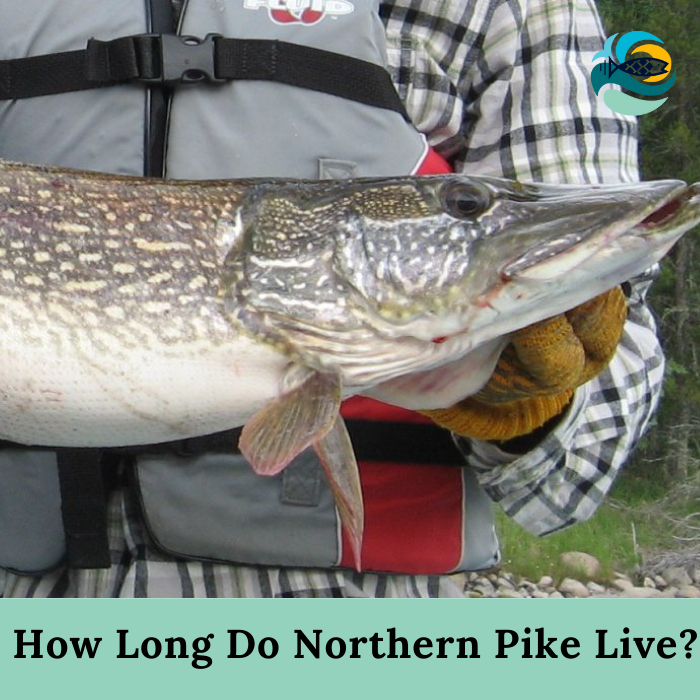 How Long Do Northern Pike Live?