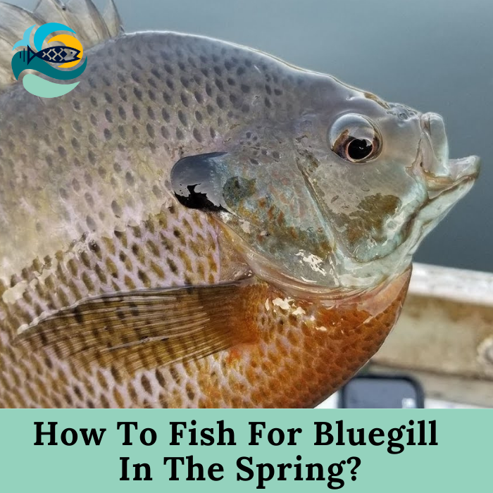 How To Fish For Bluegill In The Spring?