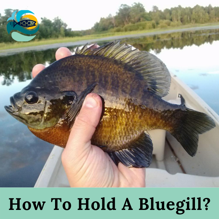 How To Hold A Bluegill?
