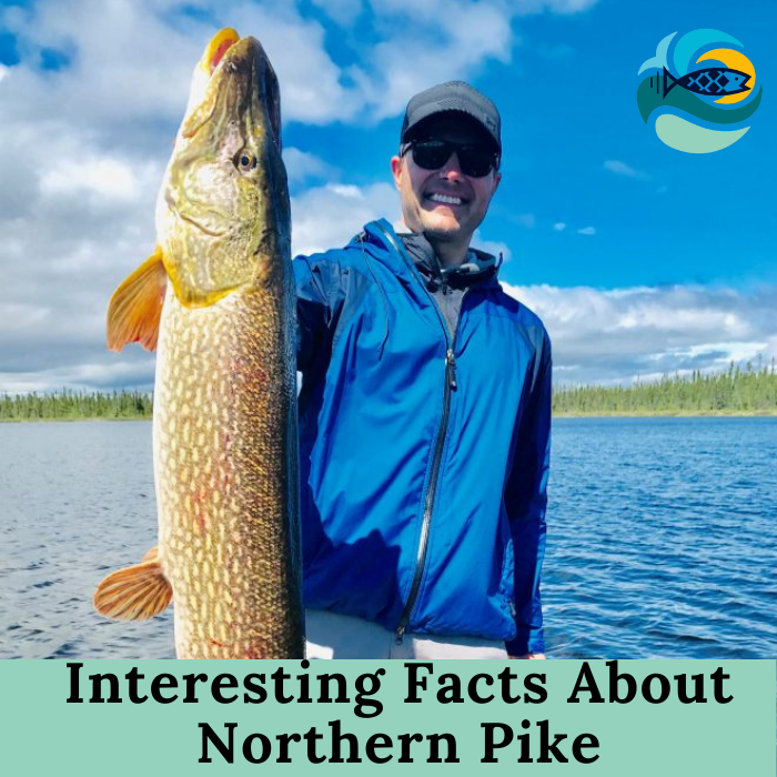 Interesting Facts About Northern Pike