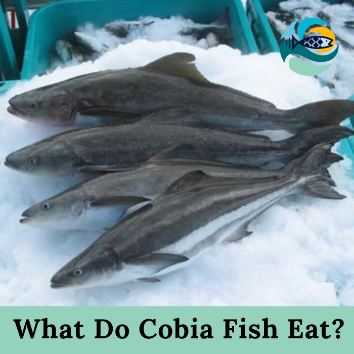 What Do Cobia Fish Eat?