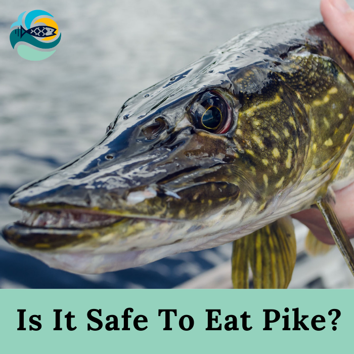 Is It Safe To Eat Pike