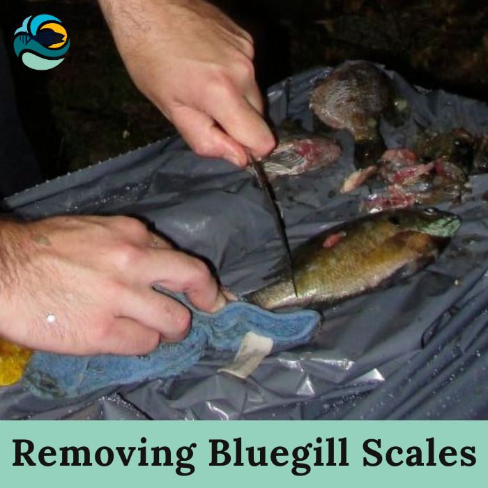 Removing Bluegill Scales