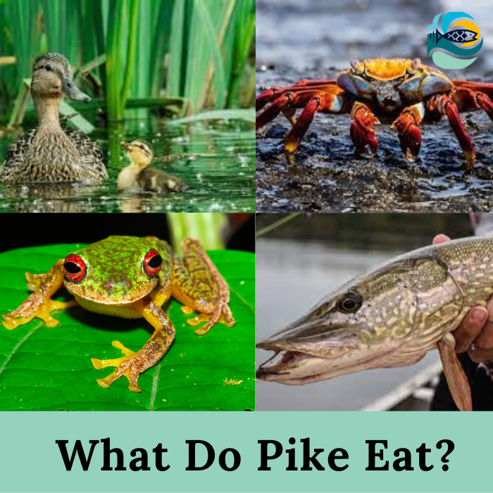 What Do Pike Eat?