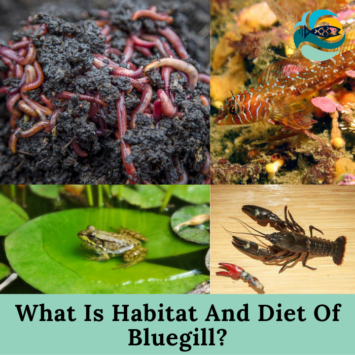 What Is Habitat And Diet Of Bluegill?