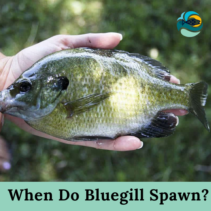 When Do Bluegill Spawn?