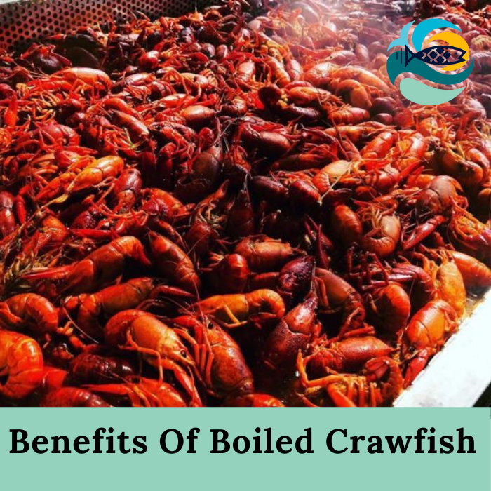 Benefits Of Boiled Crawfish