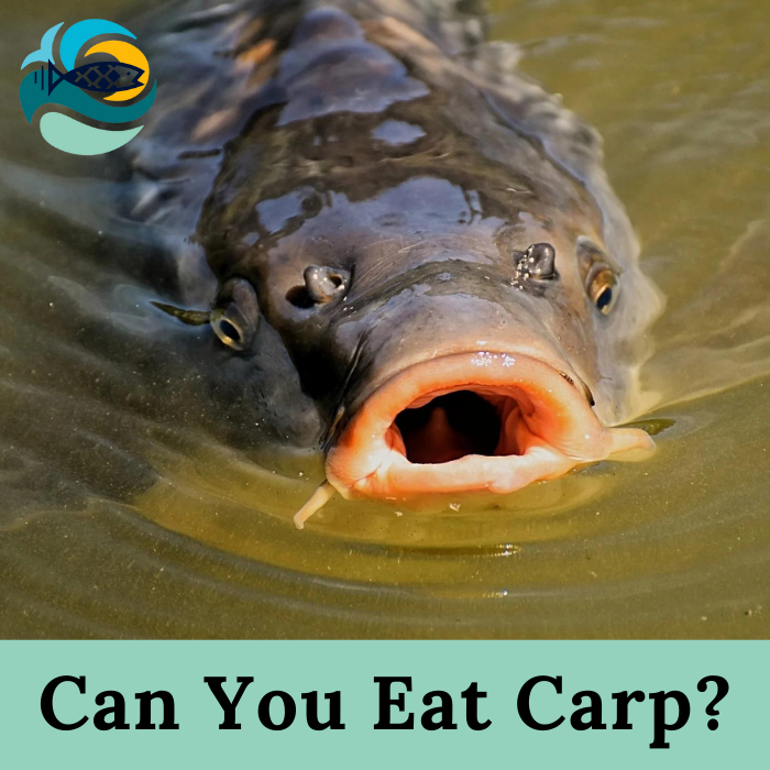 Can You Eat Carp?