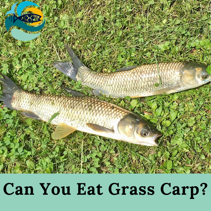 Can You Eat Grass Carp?
