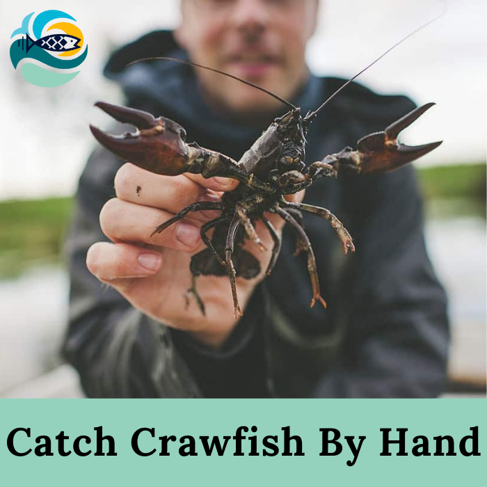 Catch Crawfish By Hand