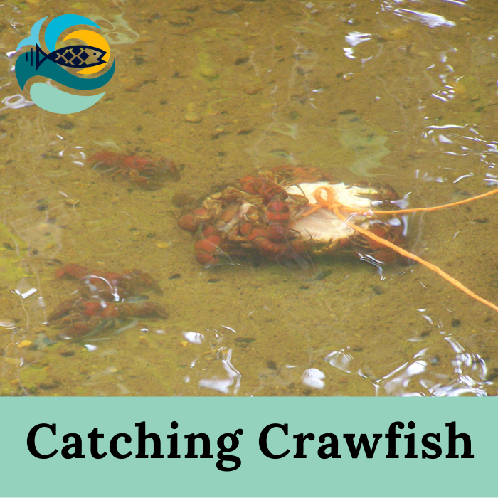 Catching Crawfish