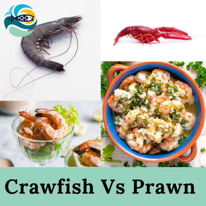 Crawfish Vs Prawn