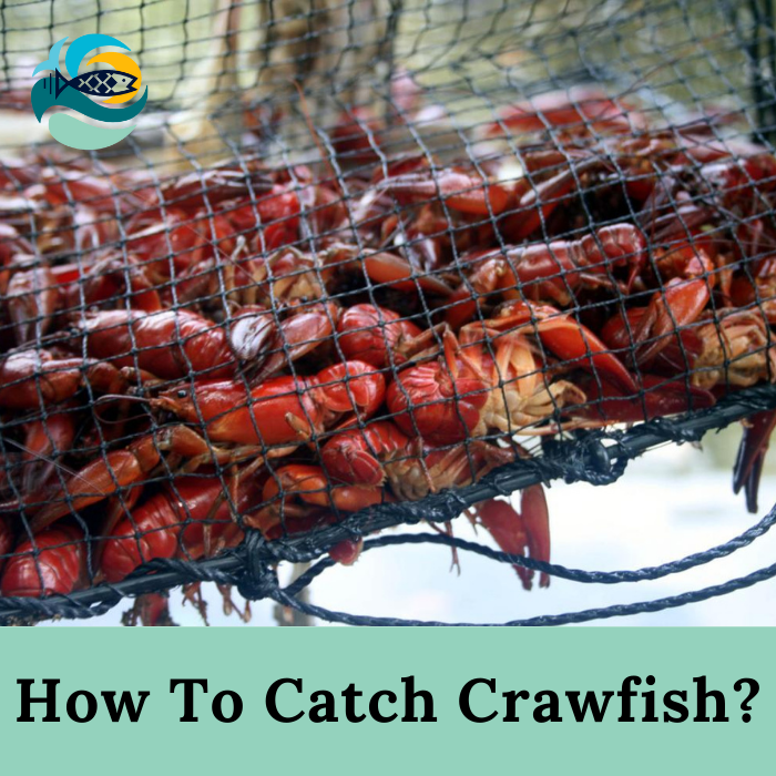How To Catch Crawfish?