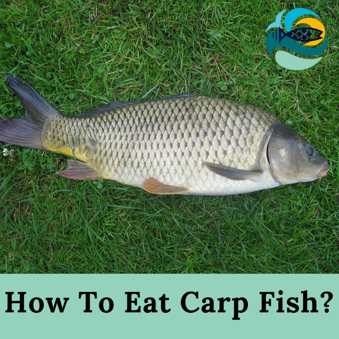 How To Eat Carp Fish?