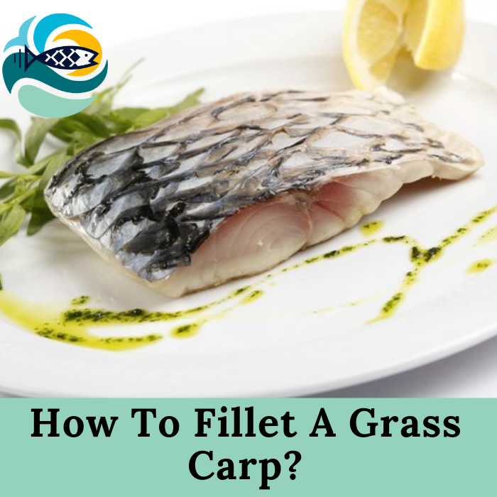 How To Fillet A Grass Carp?