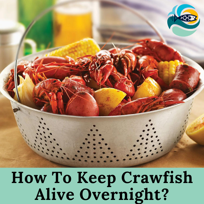 How To Keep Crawfish Alive Overnight?