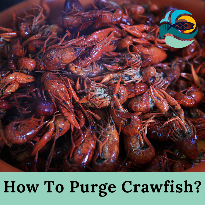 How To Purge Crawfish?