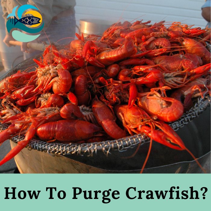 How To Purge Crawfish?