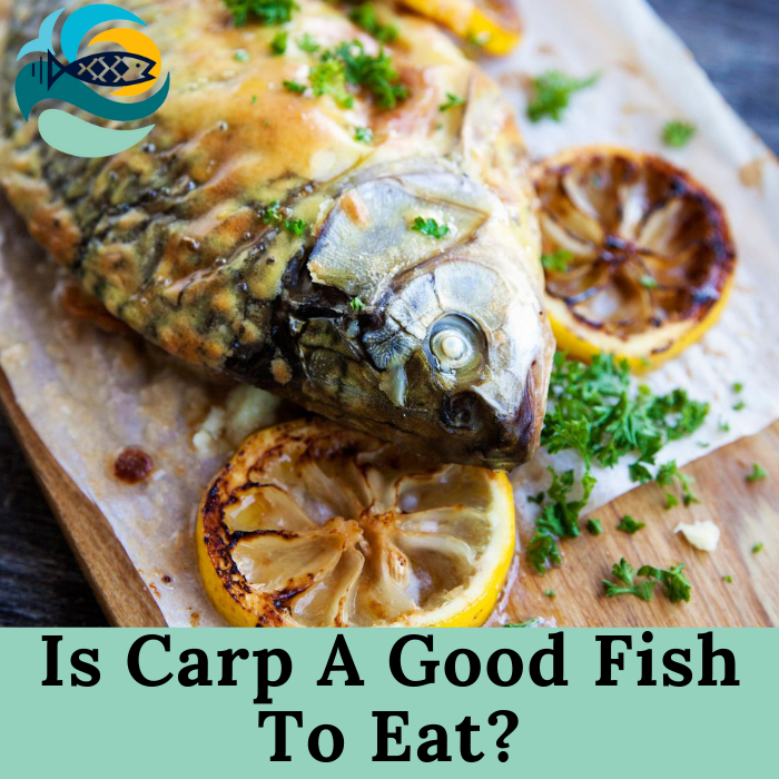 Is Carp A Good Fish To Eat?