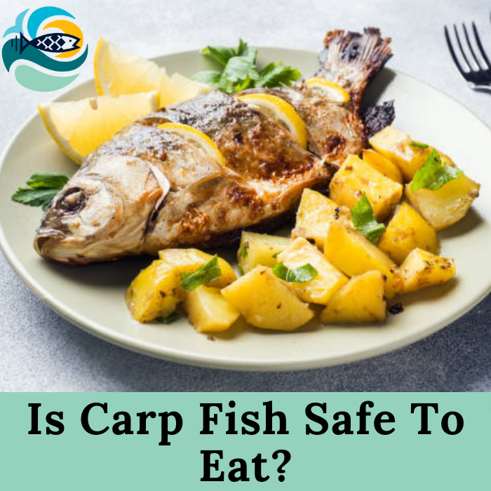 Is Carp Fish Safe To Eat?