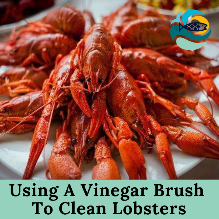 Using A Vinegar Brush To Clean Lobsters