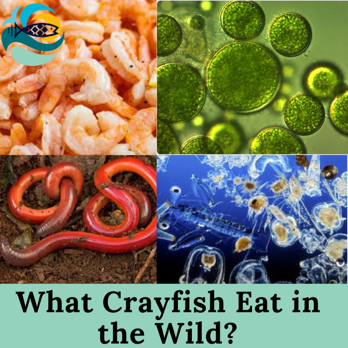 What Crayfish Eat in the Wild?