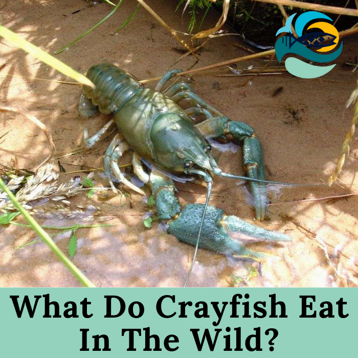 What Do Crayfish Eat In The Wild?