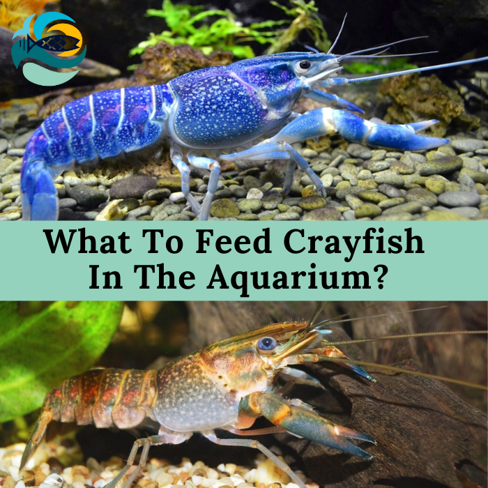 What To Feed Crayfish In The Aquarium?