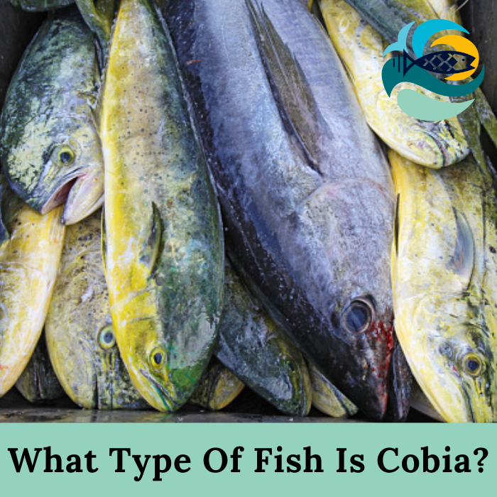 What Type Of Fish Is Cobia?