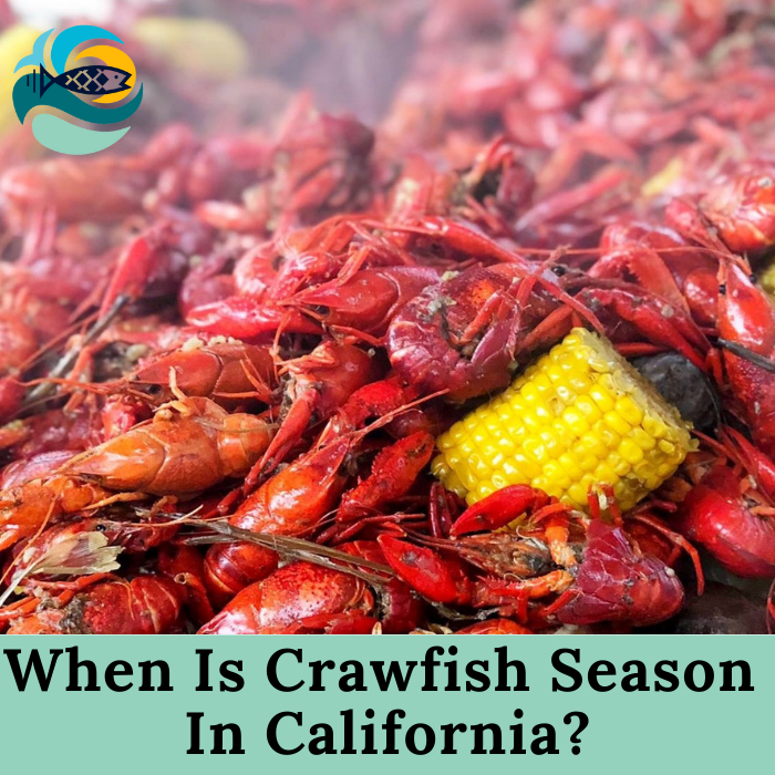 When Is Crawfish Season In California?