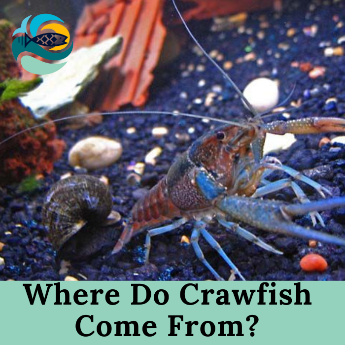 Where Do Crawfish Come From?
