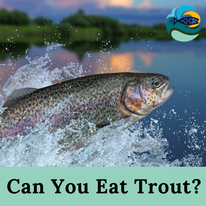 Can You Eat Trout?