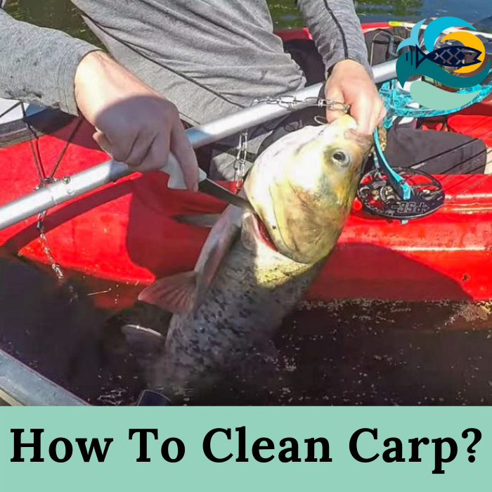 How To Clean Carp?