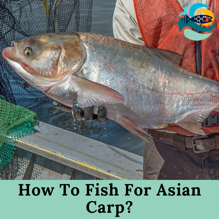 How To Fish For Asian Carp?