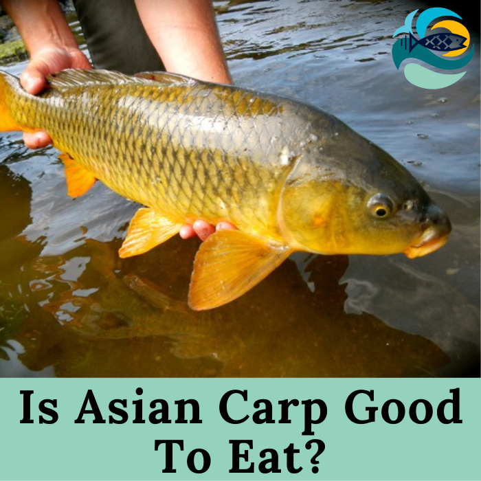 Is Asian Carp Good To Eat?