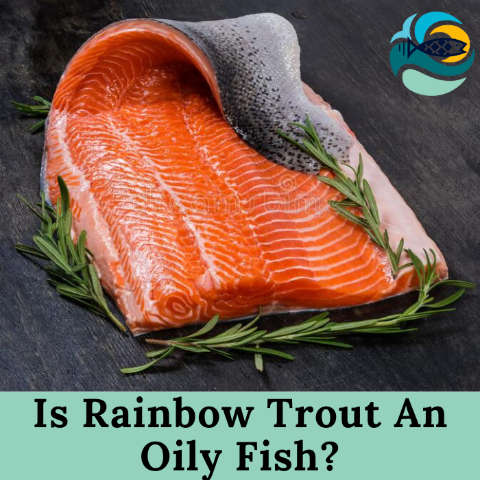 Is Rainbow Trout An Oily Fish?
