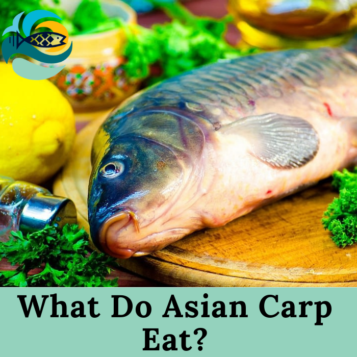 What Do Asian Carp Eat?