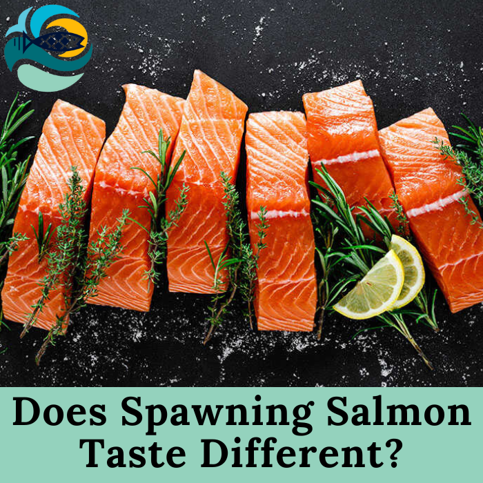 Does Spawning Salmon Taste Different?