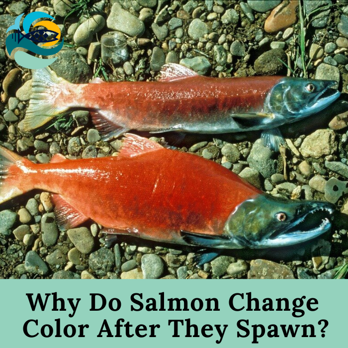 Why Do Salmon Change Color After They Spawn?
