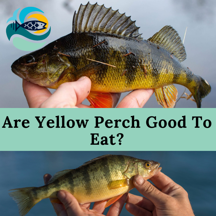 Are Yellow Perch Good To Eat?