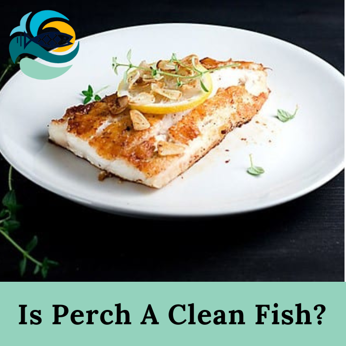Is Perch A Clean Fish?